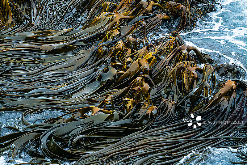 新西兰巨藻，库里奥湾，新西兰图片素材