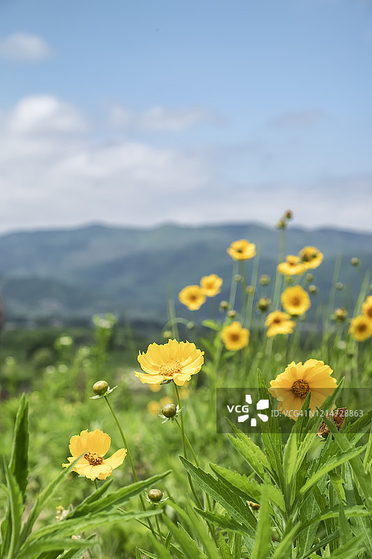 蓝天白云下盛开的雏菊图片素材