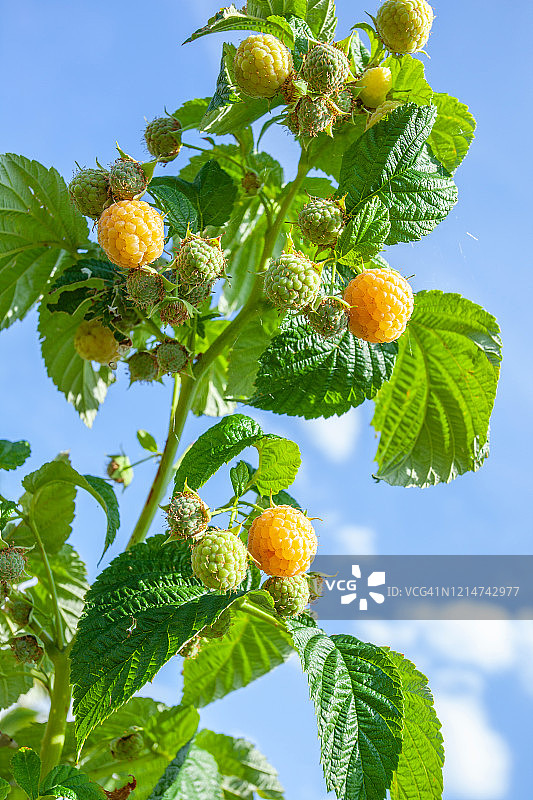 夏季的黄色覆盆子图片素材