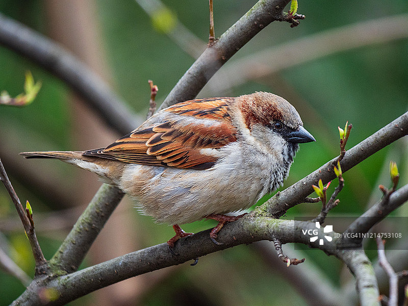 栖息在树枝上的欧亚麻雀特写图片素材
