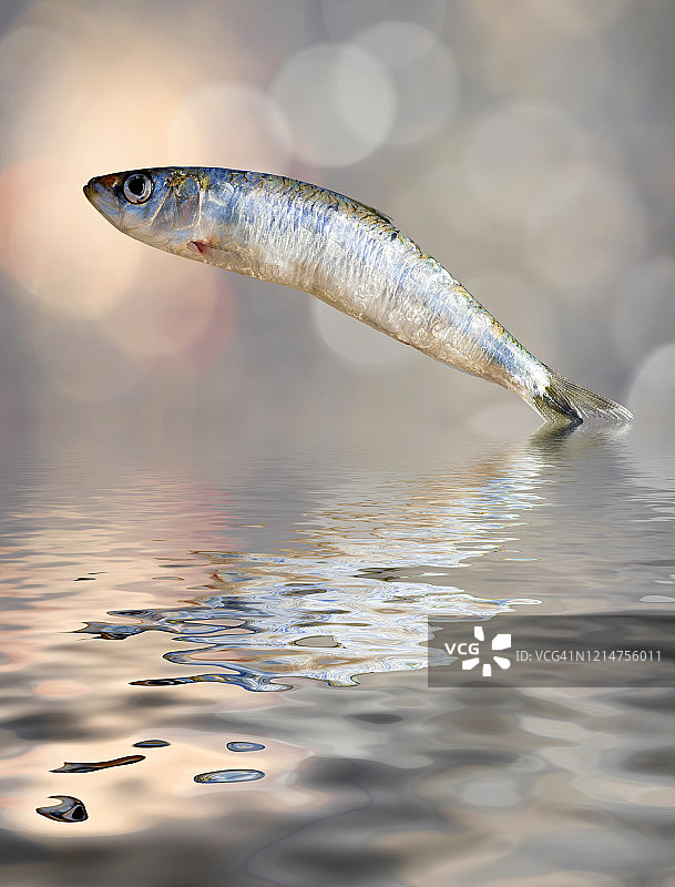 跃出水面的新鲜完整沙丁鱼图片素材