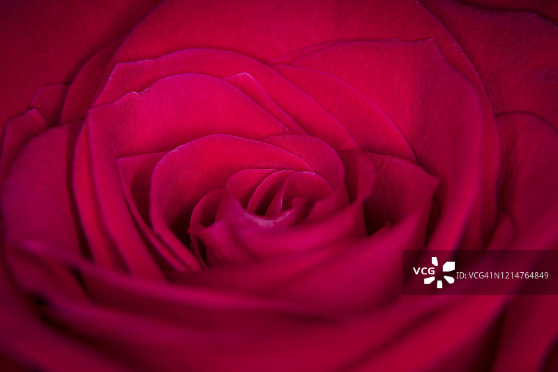 玫瑰花特写图片素材