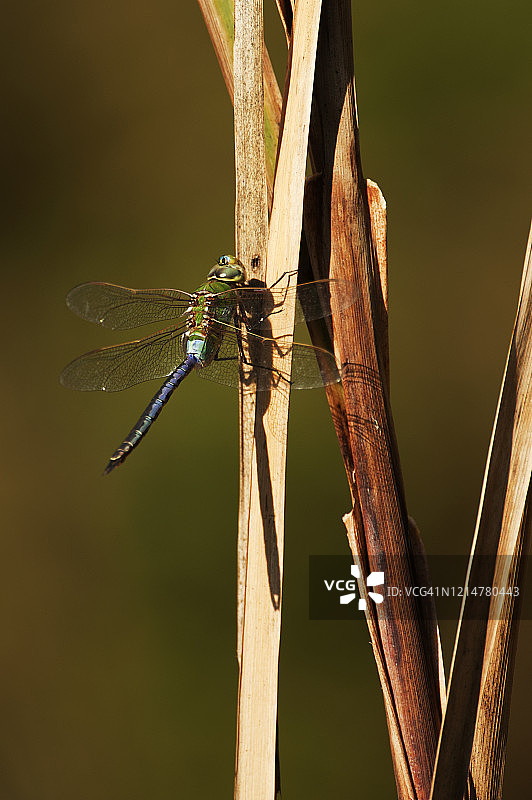 秋季迁徙中的绿 darner 蜻蜓图片素材