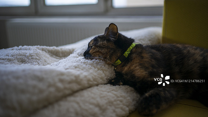 居家猫咪生活图片素材