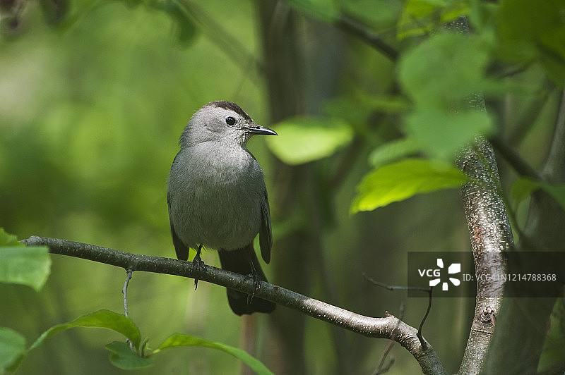 灰猫鹊图片素材
