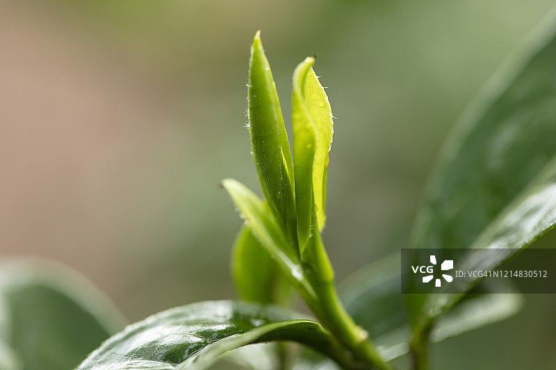 谷雨时节的新茶图片素材