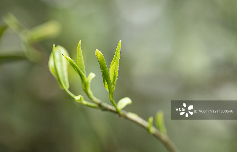 谷雨时节的新茶图片素材