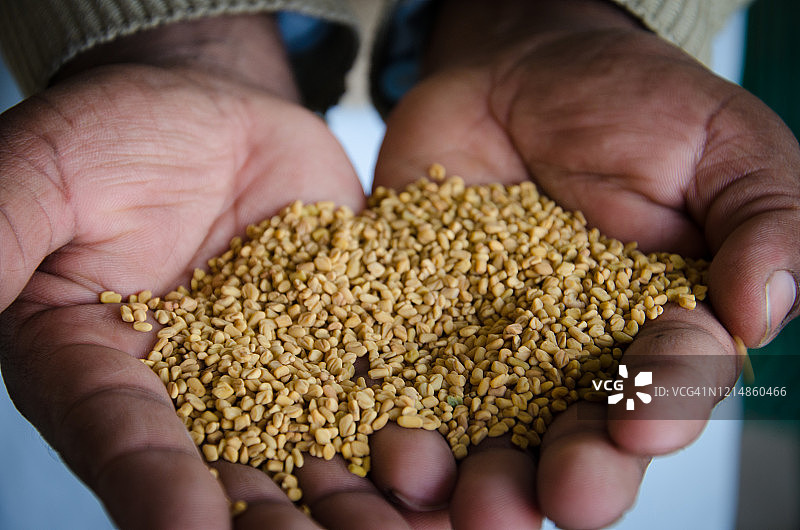 胡芦巴籽图片素材