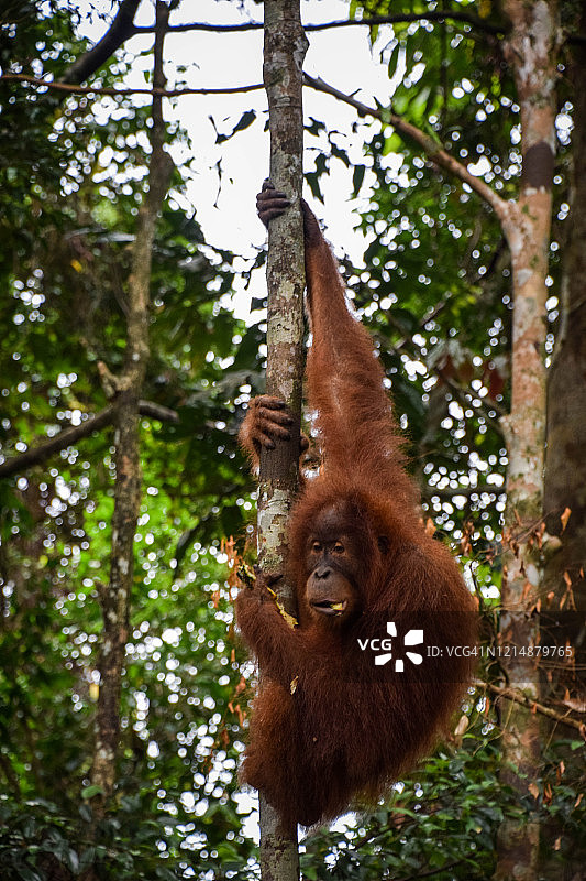 印度尼西亚苏门答腊岛的风景和野生动物图片素材