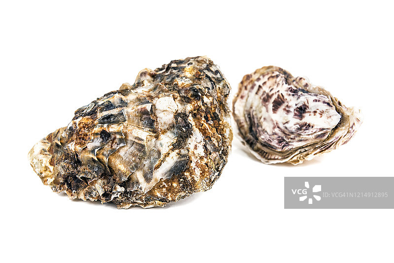 白色背景上的两个生蚝图片素材