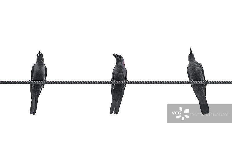 电线上的三只乌鸦图片素材