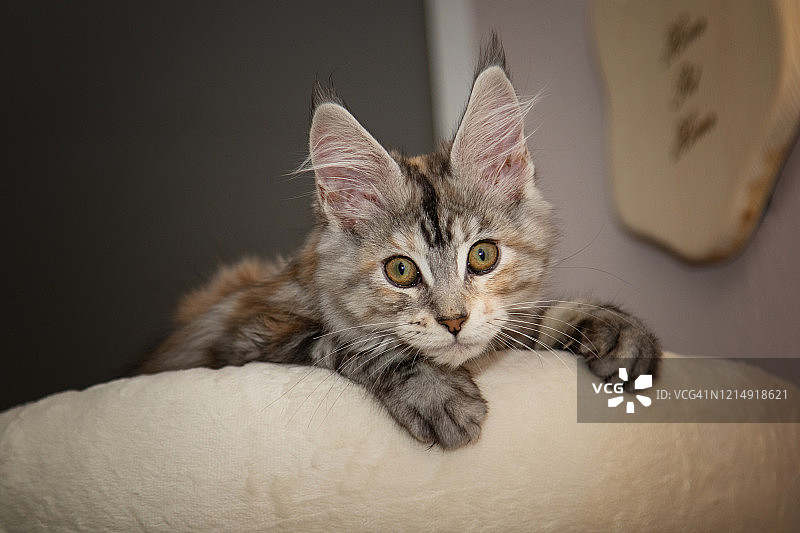 缅因猫图片素材