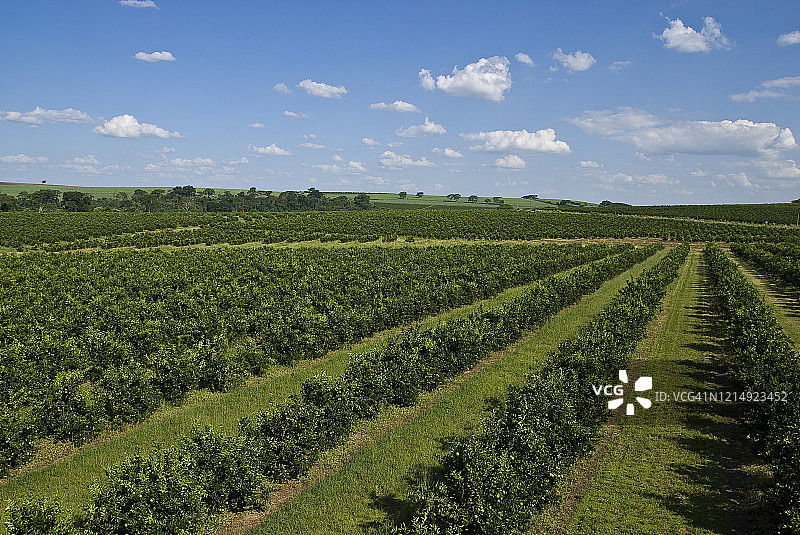 橙色田野图片素材