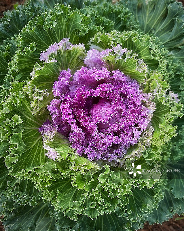 紫甘蓝观赏植物。图片素材