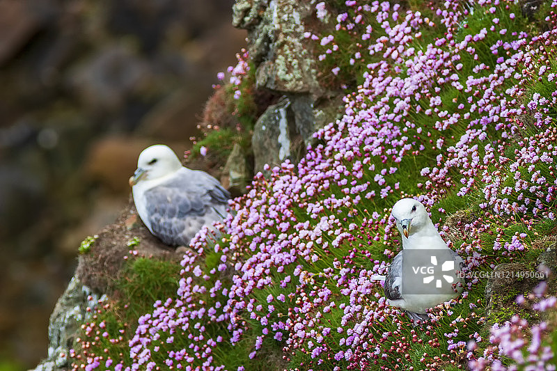 筑巢的北方海燕与盛开的 thrift 花图片素材