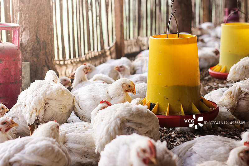 肉鸡养殖场图片素材
