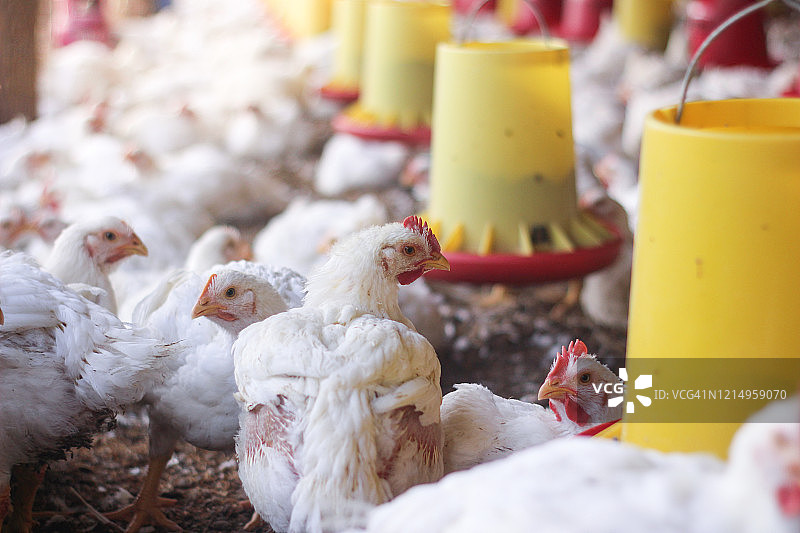 肉鸡养殖场图片素材