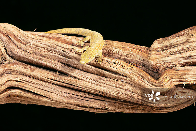 鲍尔变色龙壁虎图片素材