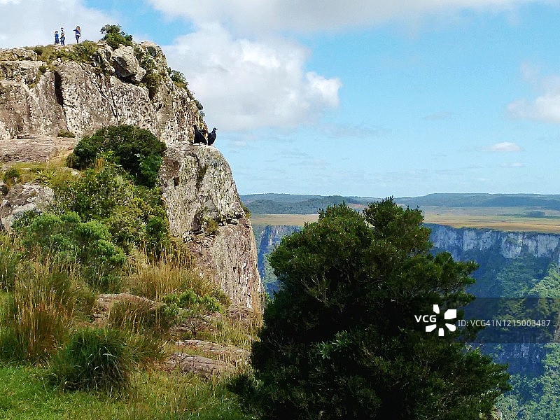 峡谷中的秃鹫图片素材