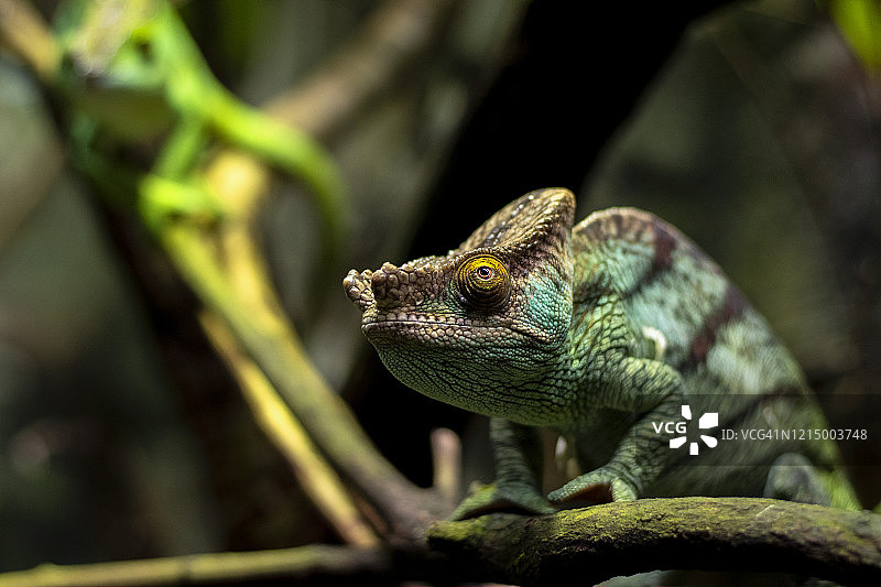 帕森氏变色龙图片素材