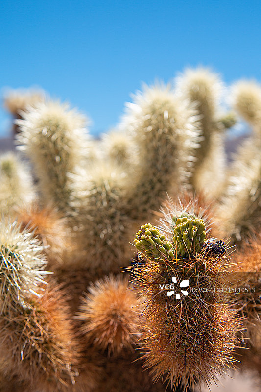 明亮蓝天下泰迪熊掌柱仙人掌特写图片素材