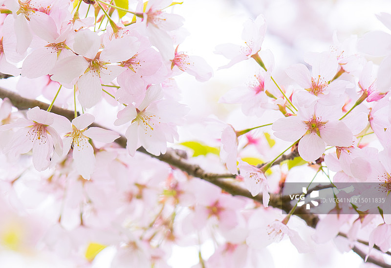 淡粉色樱花图片素材