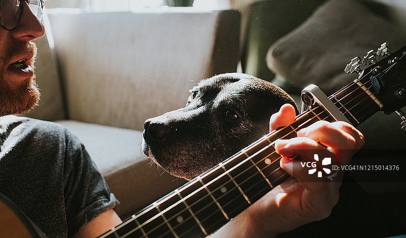 给狗弹吉他图片素材
