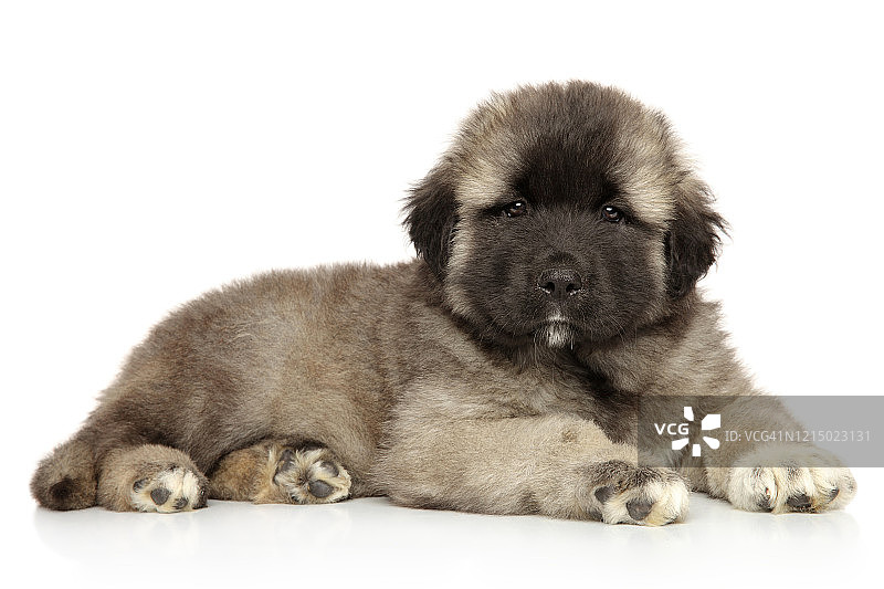 可爱的白人牧羊犬幼犬图片素材