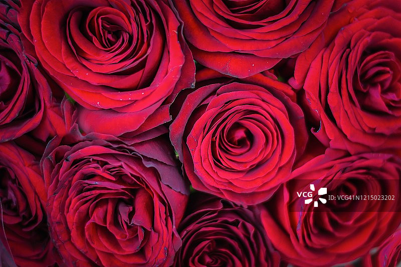 德国玫瑰花束特写图片素材