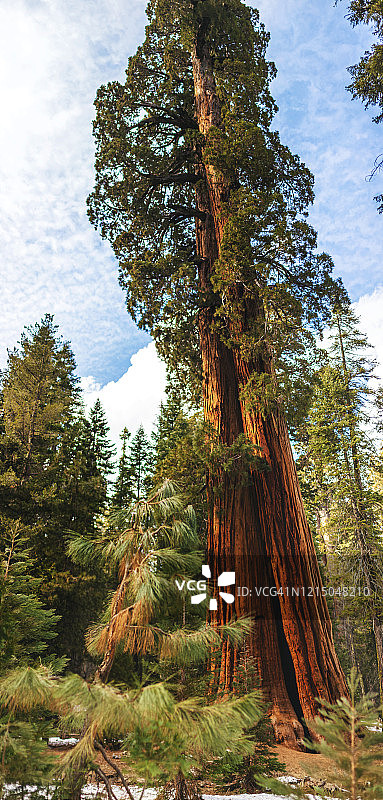加利福尼亚红杉国家森林的蓝天和大型红杉树图片素材