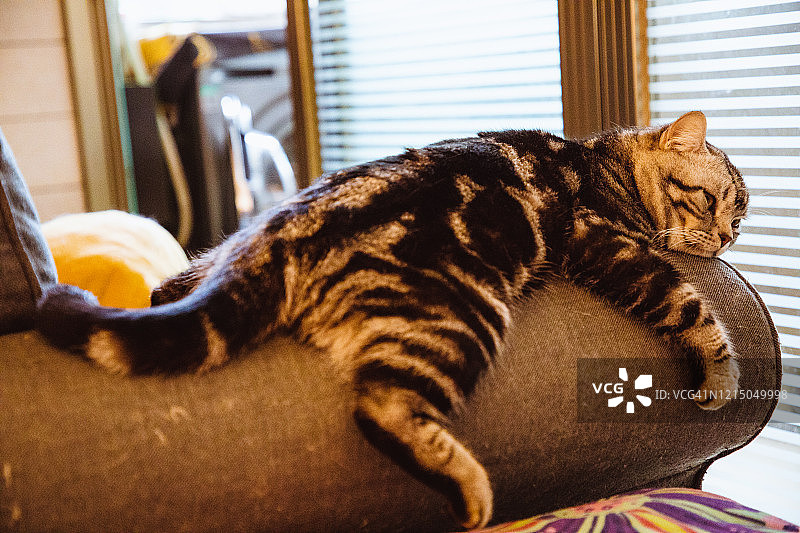 可爱的美短猫在沙发上休息图片素材