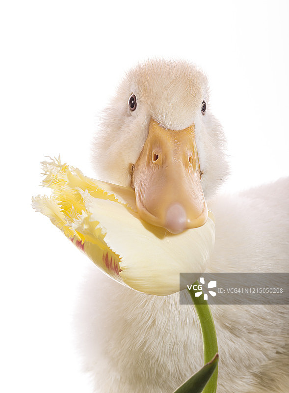 小鸭和郁金香_4图片素材