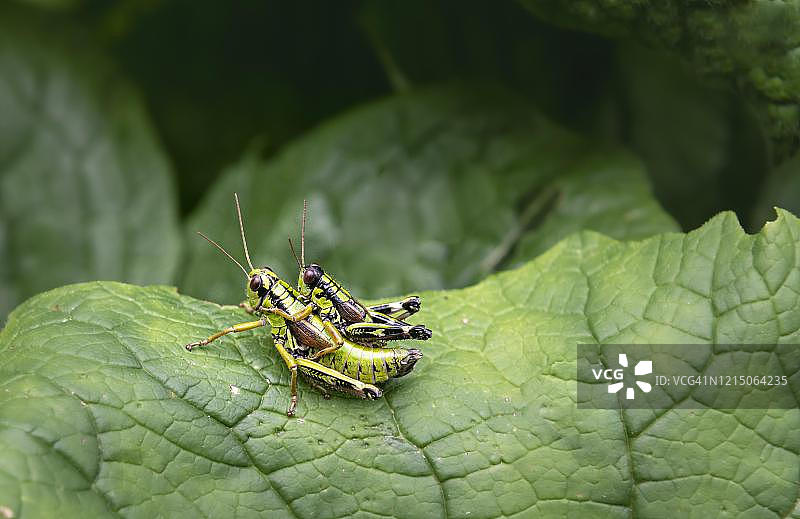 高山草蜢交配场景，奥地利上奥地利州萨尔茨卡默古特图片素材