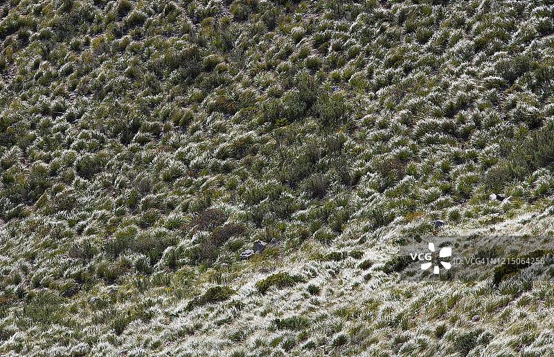毛里塔尼亚芒草，植物，福门托尔半岛，马略卡岛，巴利阿里群岛，西班牙图片素材