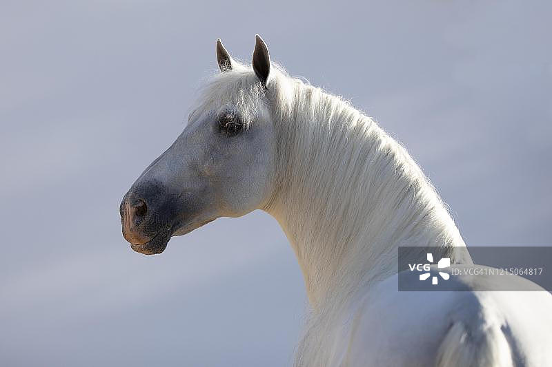 西班牙安达卢西亚灰色种马肖像图片素材