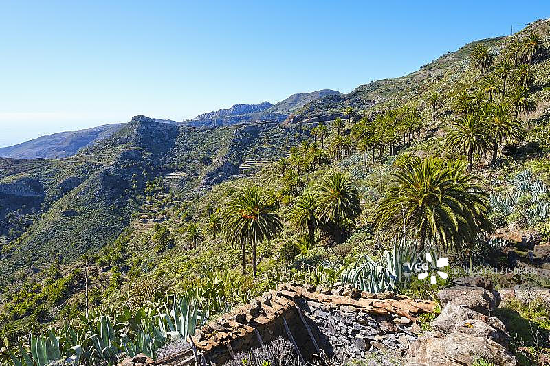 房屋废墟和加那利海枣(学名:Phoenix canariensis),靠近佩雷扎峡谷,靠近西班牙加那利群岛戈梅拉岛圣塞瓦斯蒂安图片素材