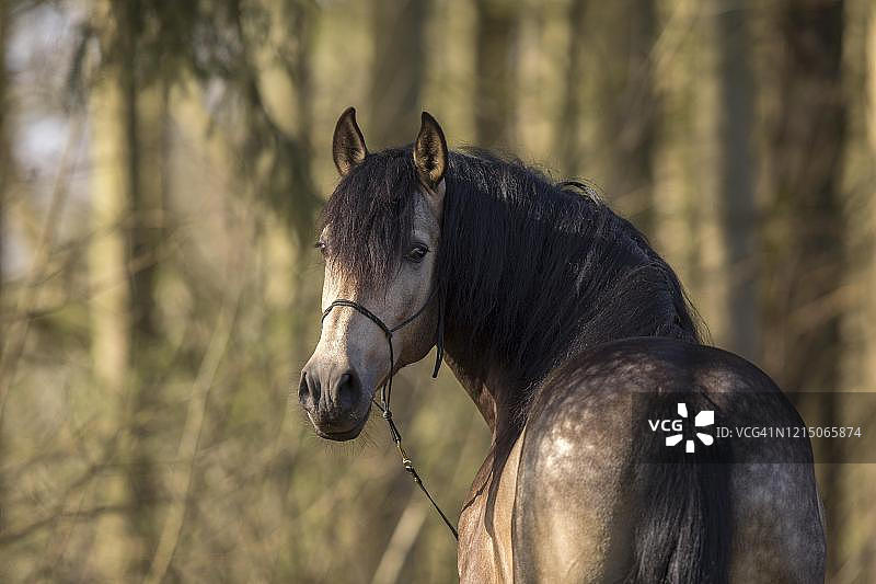德国特拉文塔尔森林中的西班牙纯种马画像图片素材