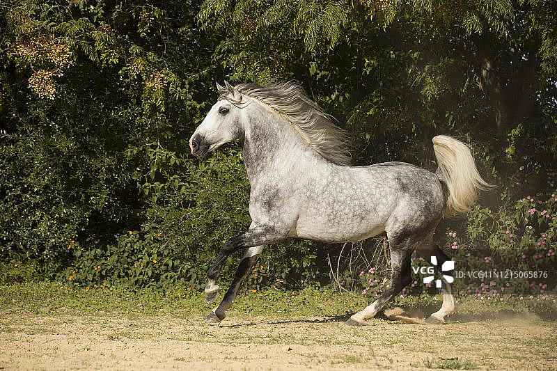 西班牙安达卢西亚的P.R.E.种马奔驰图片素材