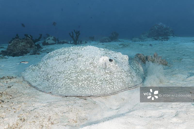 大堡礁的棘土魟图片素材