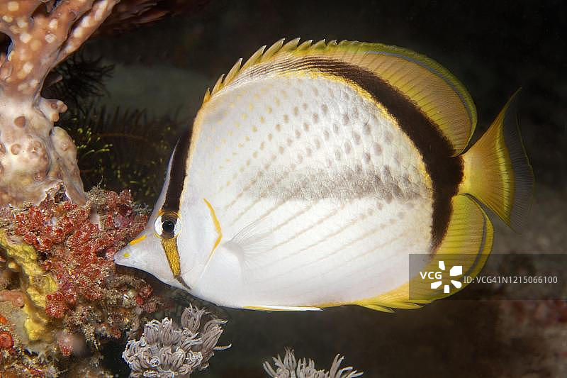 月蝶鱼，大堡礁，联合国教科文组织世界自然遗产，太平洋图片素材