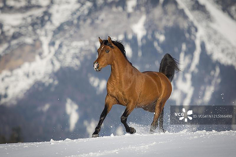 纯种阿拉伯种马在奥地利蒂罗尔冬季的雪地上奔驰图片素材