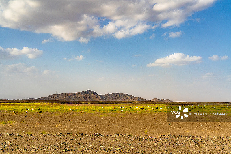 阿法尔，埃塞俄比亚达纳基勒洼地的动物图片素材