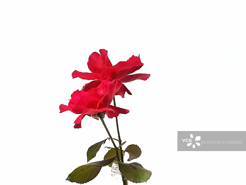 白色背景上的红色玫瑰特写图片素材