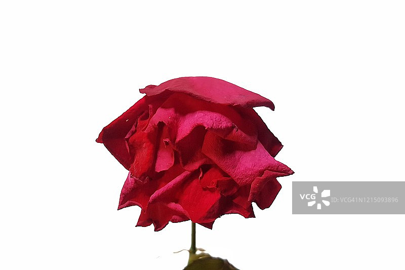 白色背景上的枯萎玫瑰特写图片素材