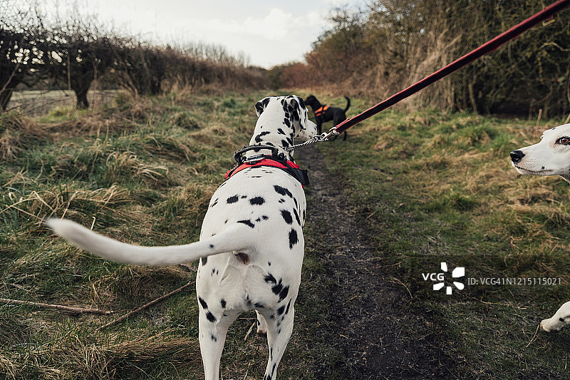 遛狗图片素材