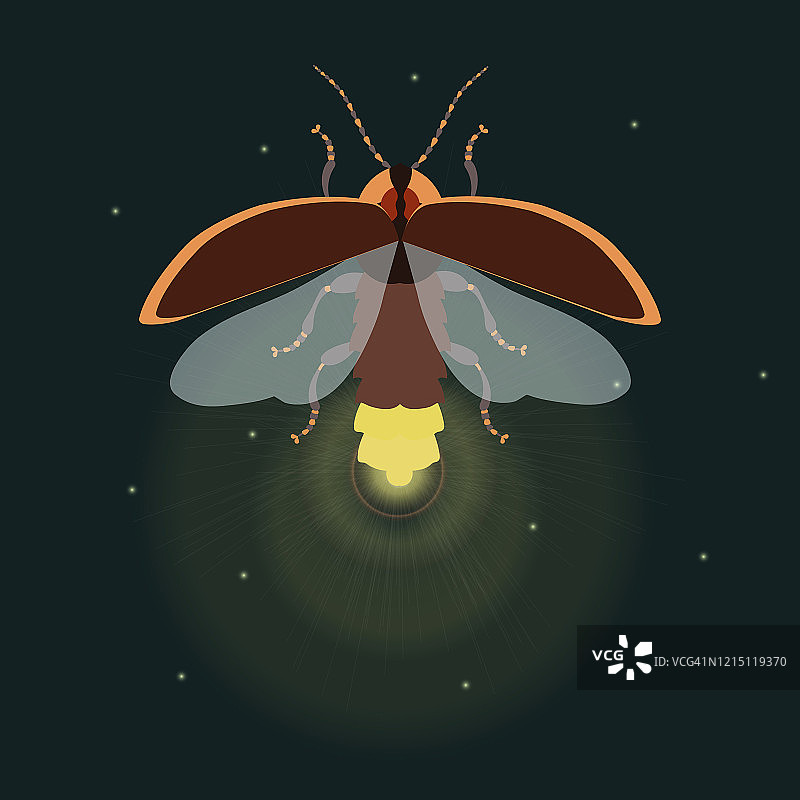 张开翅膀的萤火虫插画图片素材