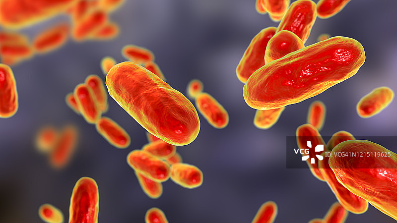 百日咳杆菌，图示图片素材