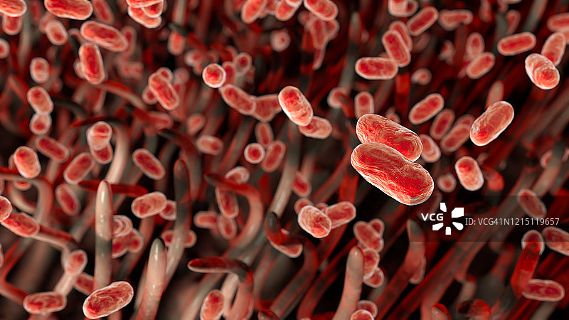 百日咳杆菌，图示图片素材