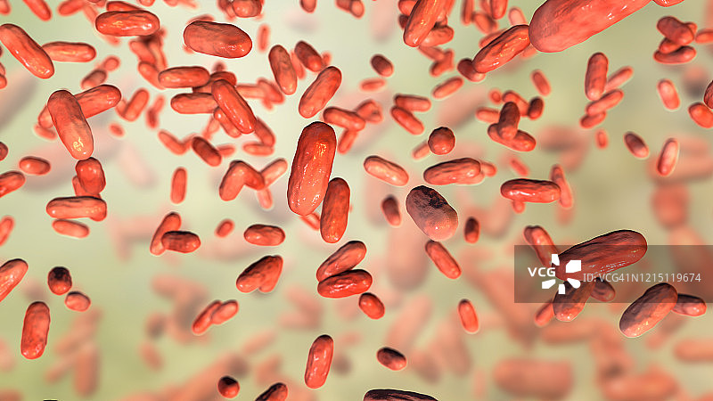 副百日咳博德特氏菌，百日咳的病原体图片素材