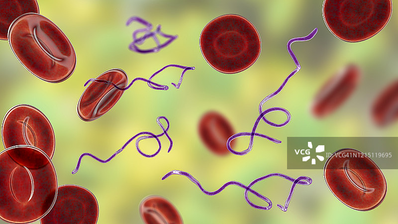 血液中的伯氏疏螺旋体细菌图片素材
